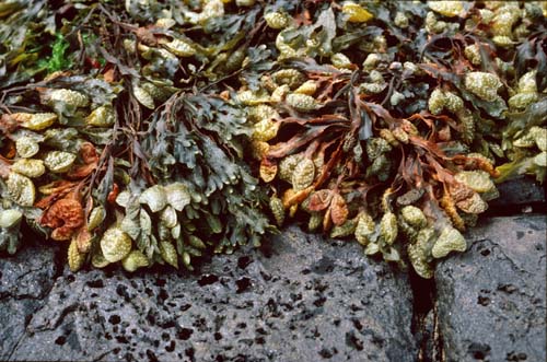 colorfulseaweed