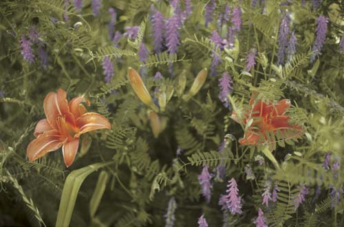 daylillies-vetch