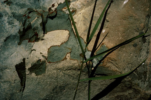 jaggedrockgrass.web"