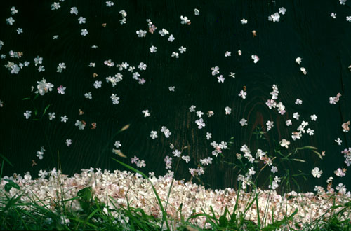 popcorn.web
