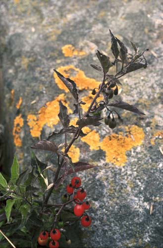 red-grey-yellow