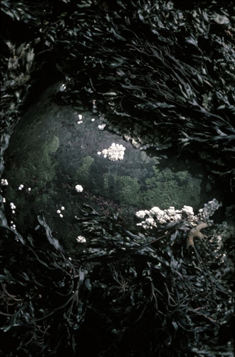 birthof theworld.web