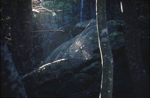 spiderweb/light.web